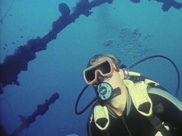 Sharks - Danger In the Sea - Of Shipwrecks and Sharks