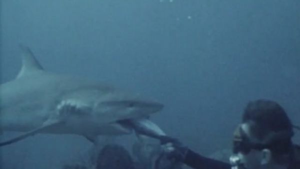 Sharks - Danger In the Sea - Sharks! Part2