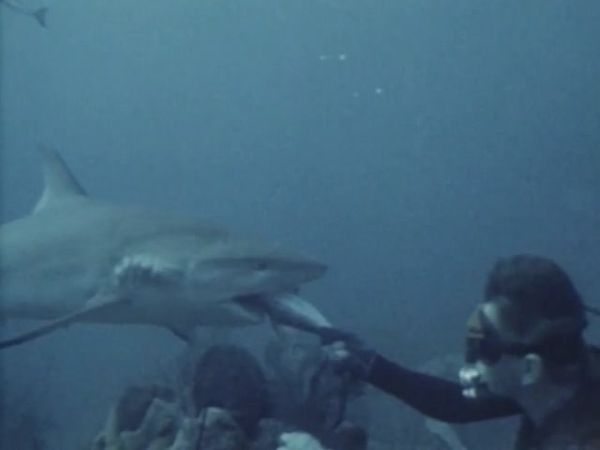 Sharks - Danger In the Sea - Sharks! Part2