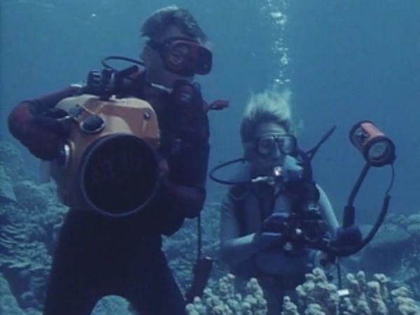 Sharks - Danger In the Sea - Sharks! Part1