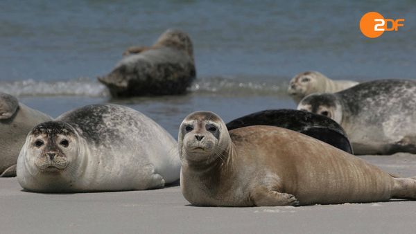 Wild Germany - Coasts