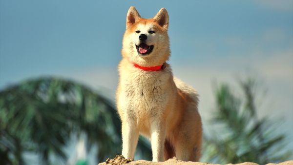 Dogs On The Job - Wolves Become Dogs