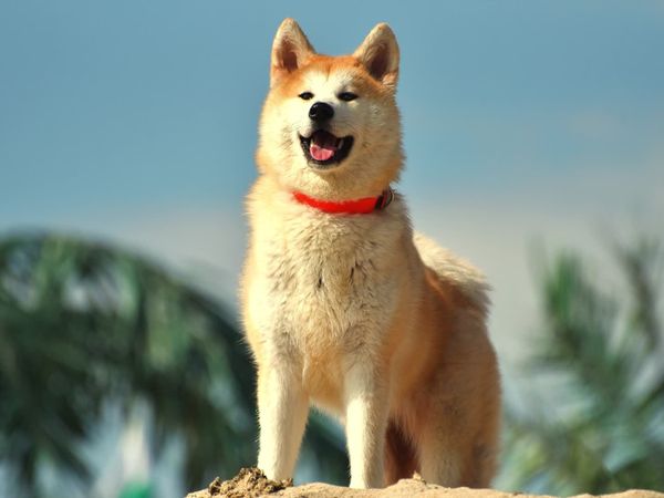Dogs On The Job - Wolves Become Dogs