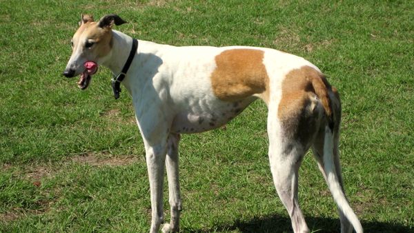Dogs On The Job - Dogs Move into the Stage and Stadium