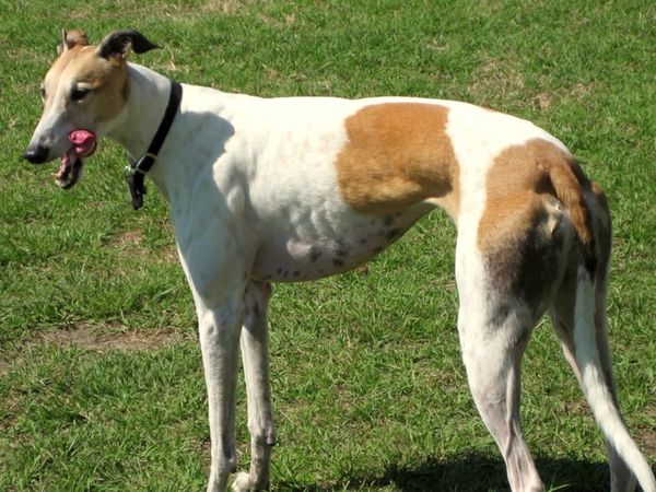 Dogs On The Job - Dogs Move into the Stage and Stadium