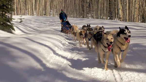 Dogs On The Job - Herding and Mushing
