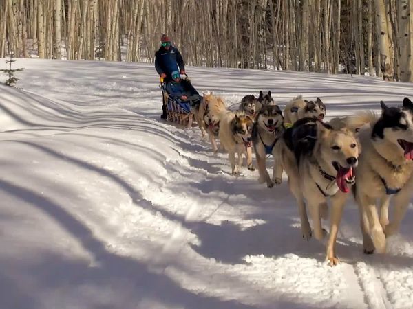 Dogs On The Job - Herding and Mushing