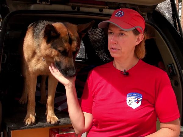 Dogs On The Job - The Nose Will Get the Job Done