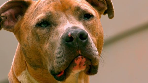 Dogs On The Job - Police and Military