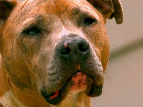 Dogs On The Job - Police and Military