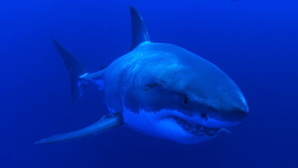 Adventure Ocean Quest - The Great White Sharks of Guadalupe