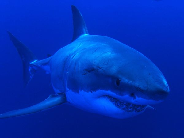 Adventure Ocean Quest - The Great White Sharks of Guadalupe