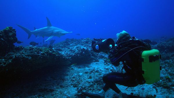 Adventure Ocean Quest - Shark Paradise of Polynesia