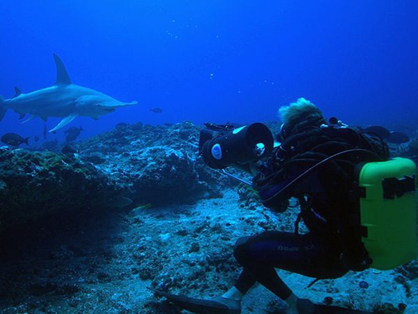 Adventure Ocean Quest - Shark Paradise of Polynesia
