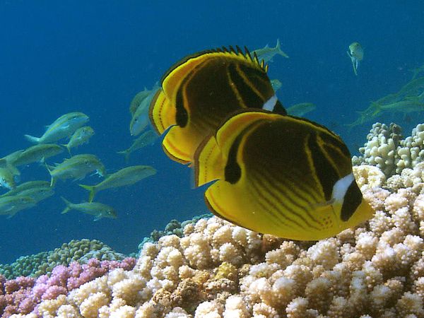 Adventure Ocean Quest - 24 Hours on the Reef