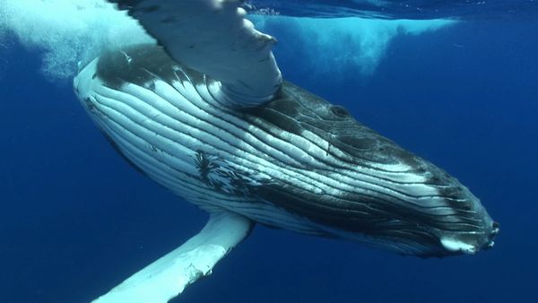 Adventure Ocean Quest - The Giants of Rurutu