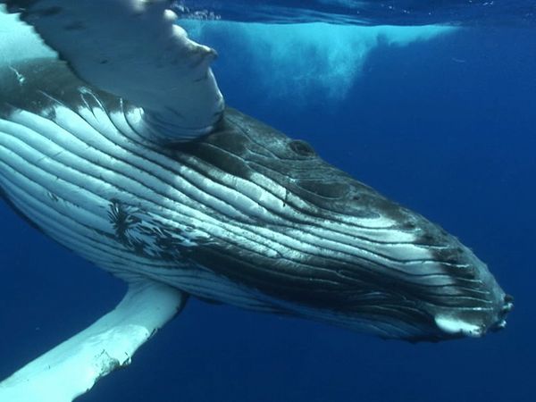 Adventure Ocean Quest - The Giants of Rurutu