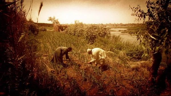 Return of the Bible Plagues - Locusts