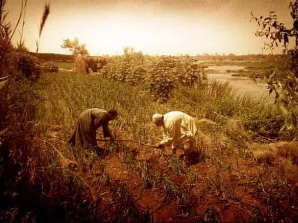 Return of the Bible Plagues - Locusts