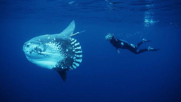 Ocean Stories - Molas and Manatees