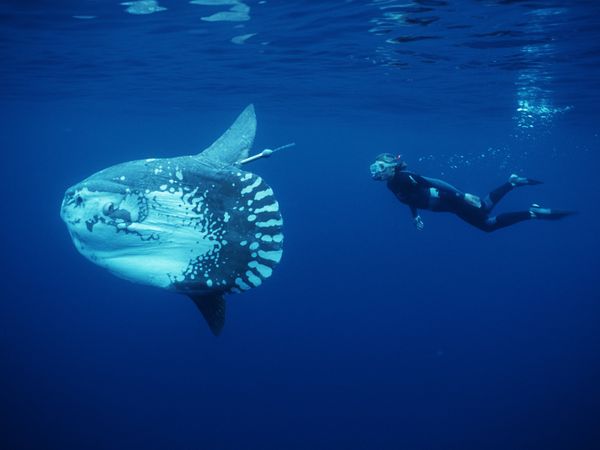 Ocean Stories - Molas and Manatees