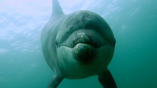 Ocean Stories - Dolphins and Whales