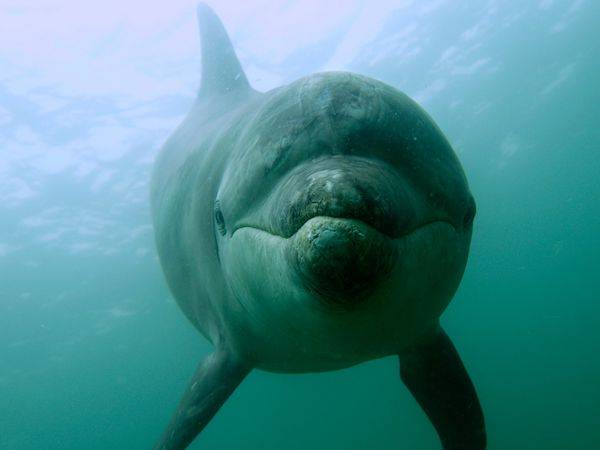 Ocean Stories - Dolphins and Whales