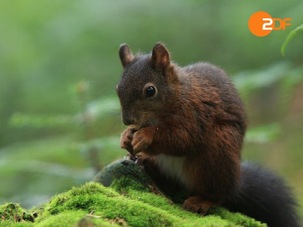 Wild Germany - Forests