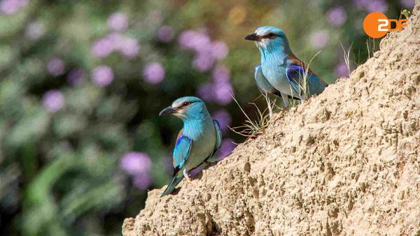 Wild Italy - From Sardinia to Abruzzo