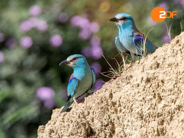Wild Italy - From Sardinia to Abruzzo