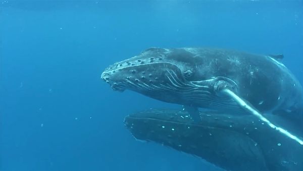 In the Feeding Grounds of the Humpback Whales - In the Feeding Grounds of the Humpback Whales
