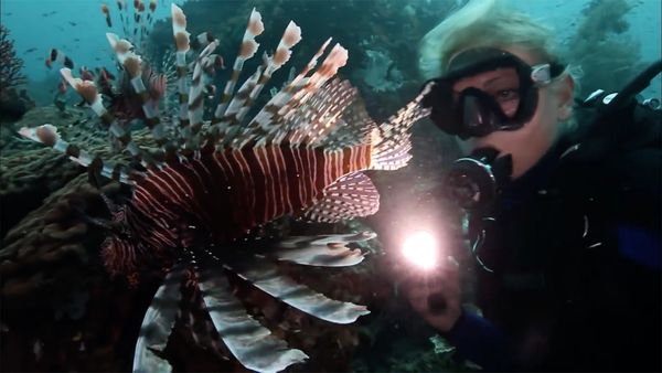 Predators of a Different Kind - In the World of the Unknown Sharks - Predators of a Different Kind - In the World of the Unknown Sharks