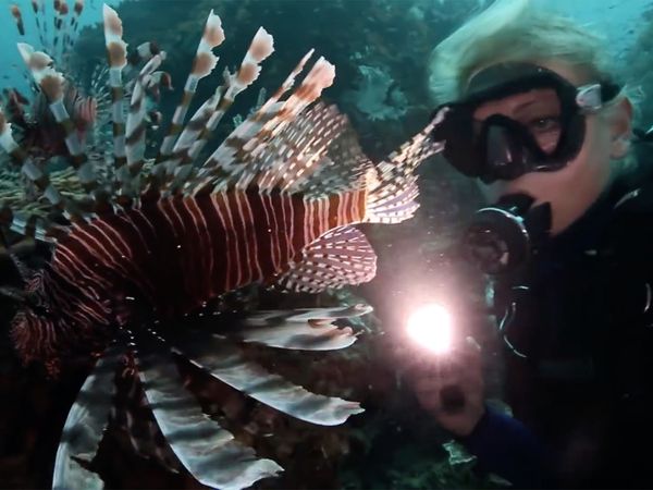 Predators of a Different Kind - In the World of the Unknown Sharks - Predators of a Different Kind - In the World of the Unknown Sharks