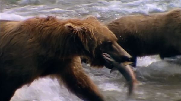 Search for the Ghost Bears - Search for the Ghost Bears