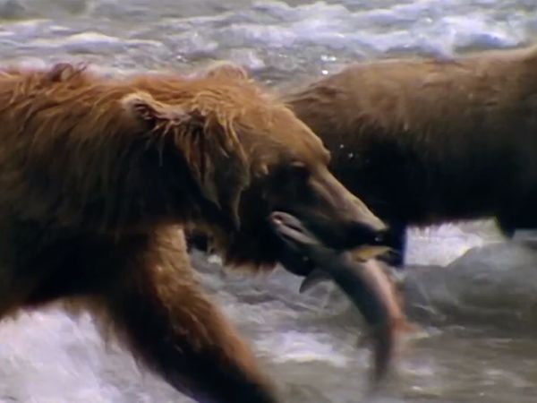 Search for the Ghost Bears - Search for the Ghost Bears