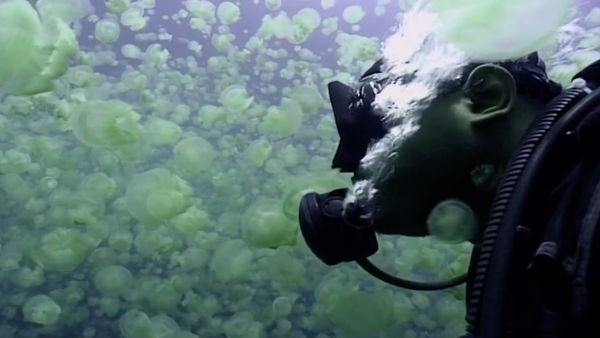 Vicious Beauties - The Secret World of Jellyfish - Vicious Beauties - The Secret World of Jellyfish