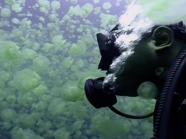 Vicious Beauties - The Secret World of Jellyfish - Vicious Beauties - The Secret World of Jellyfish