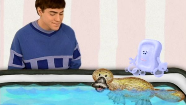 As Pistas de Blue - Animais na nossa casa?