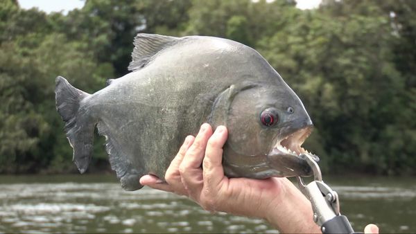 Fishing Expedition Amazonia - Episode 1