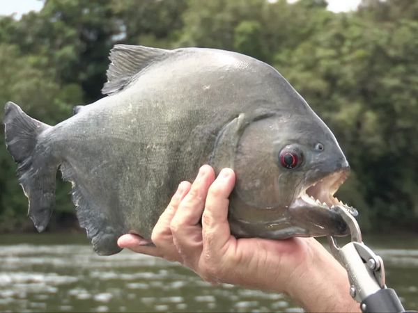 Fishing Expedition Amazonia - Episode 1