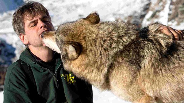 Wandering Wolves - Episode 1