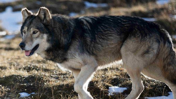 Wandering Wolves - Episode 2