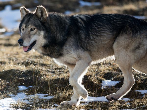 Wandering Wolves - Episode 2
