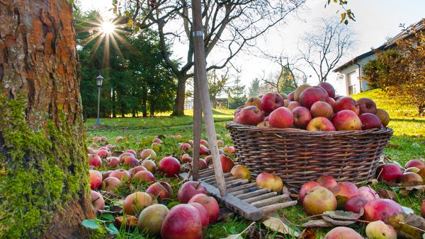 The Secret Garden - Harvest Time