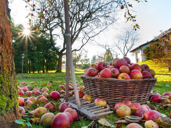 The Secret Garden - Harvest Time