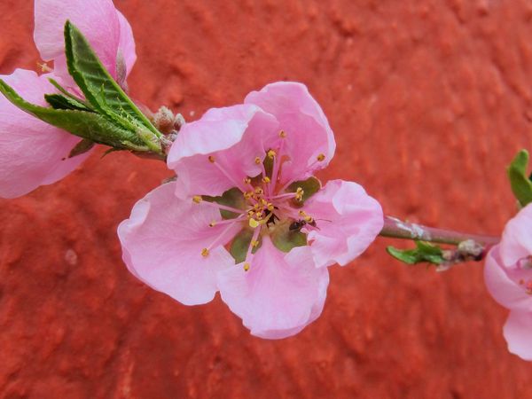 The Secret Garden - Spring Awakening
