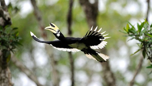The Amazon of the East - Gift to the Earth