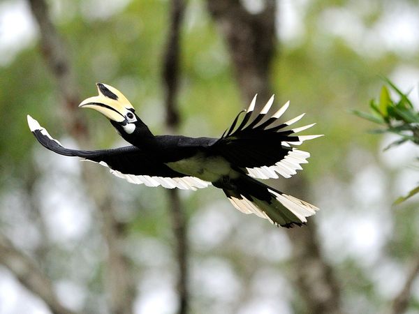 The Amazon of the East - Gift to the Earth