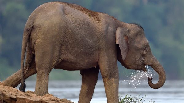The Amazon of the East - Font of Life