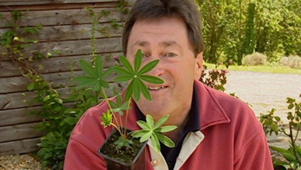 How to Be a Gardener - Cottage Garden